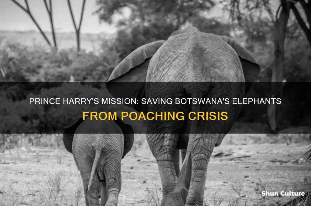 can prince harry help the elephants in botswana