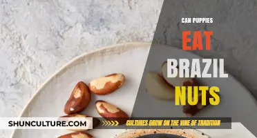 Can Puppies Eat Brazil Nuts? A Safe Snack Guide