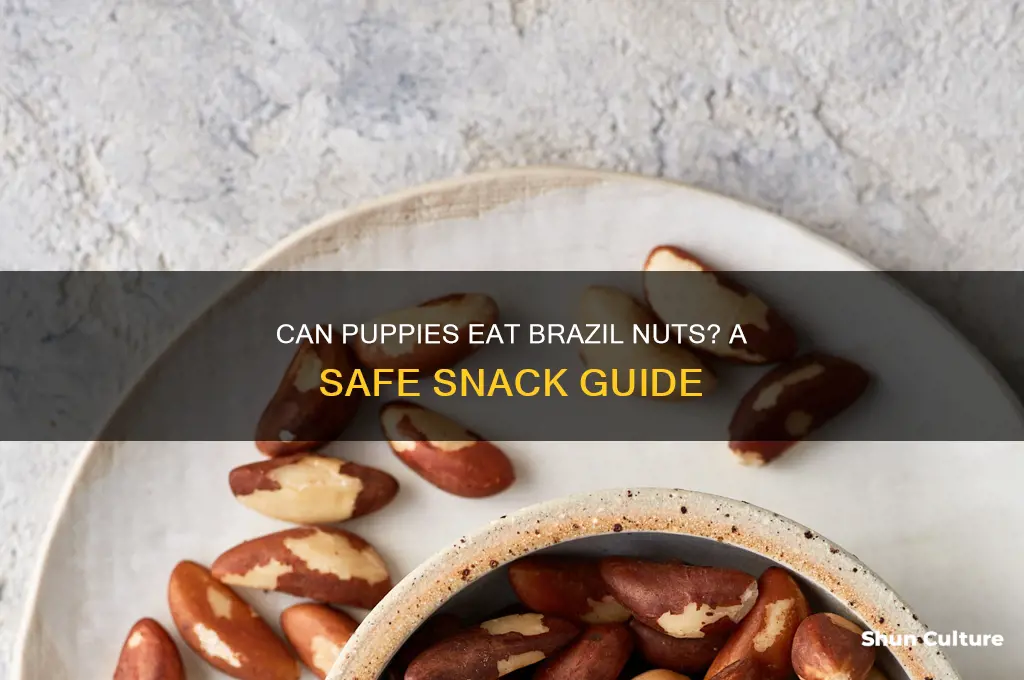 can puppies eat brazil nuts