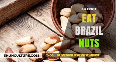 Can Rabbits Safely Eat Brazil Nuts? A Nutritional Guide