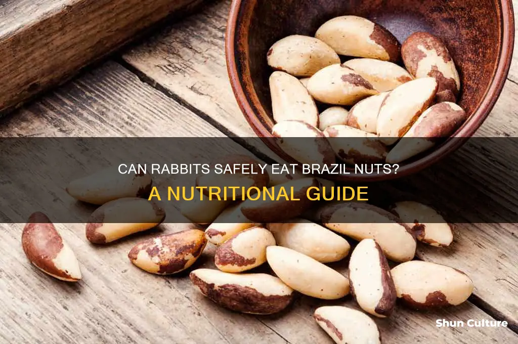 can rabbits eat brazil nuts