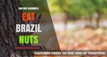 Can Red Squirrels Safely Eat Brazil Nuts? A Nutritional Guide