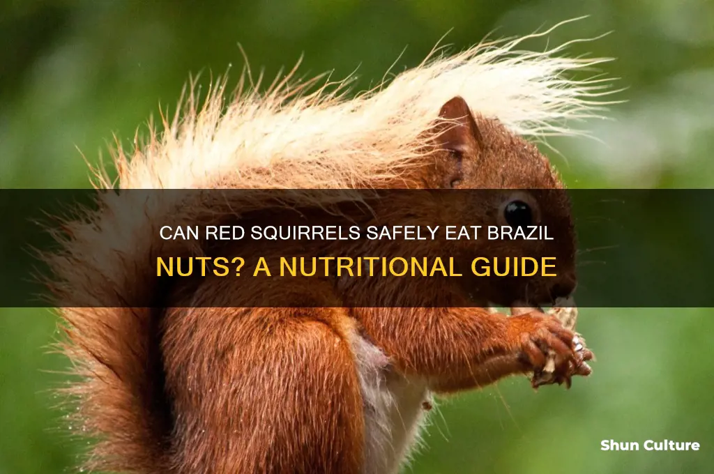 can red squirrels eat brazil nuts