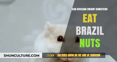 Can Russian Dwarf Hamsters Safely Eat Brazil Nuts? A Guide