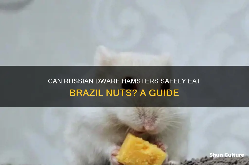can russian dwarf hamsters eat brazil nuts