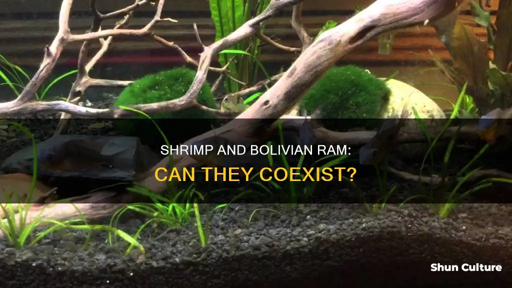 can shrimp coexist with a bolivian ram