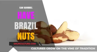 Can Squirrels Safely Eat Brazil Nuts? A Nutritional Guide