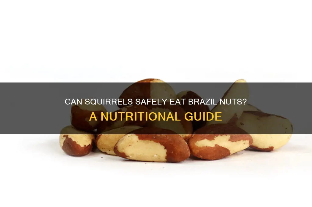 can squirrel have brazil nuts