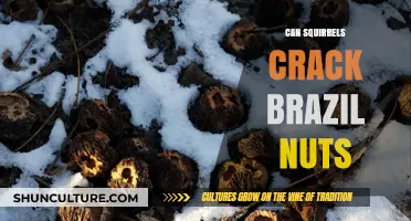 Squirrels' Nut-Cracking Skills: Can They Tackle Brazil Nuts?