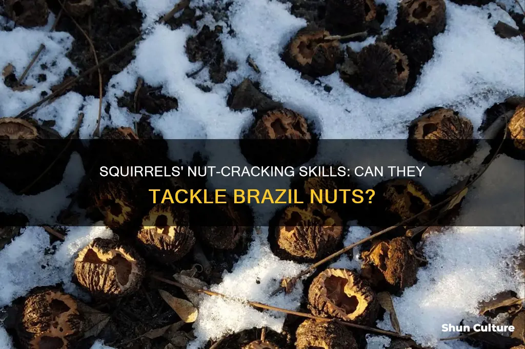 can squirrels crack brazil nuts