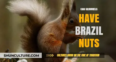 Can Squirrels Safely Eat Brazil Nuts? A Nutritional Guide