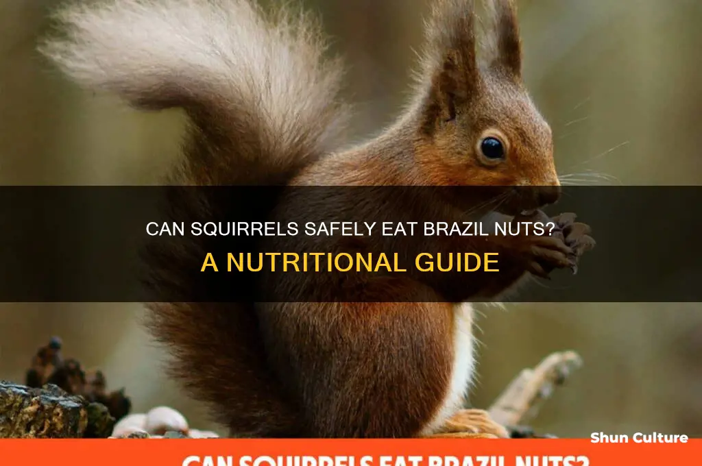 can squirrels have brazil nuts