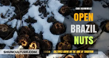 Squirrels vs. Brazil Nuts: Can They Crack the Hard Shell?