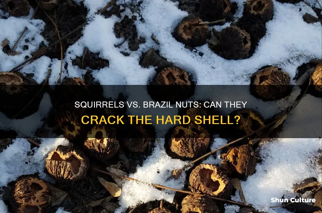 can squirrels open brazil nuts