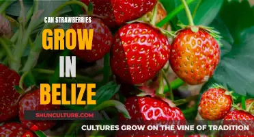 Grow Strawberries in Belize? Yes, with the Right Conditions!