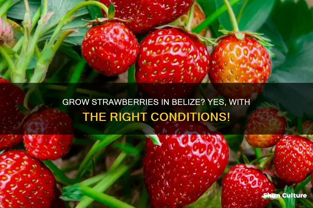 can strawberries grow in belize