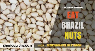 Can Syrian Hamsters Safely Eat Brazil Nuts? A Nutritional Guide