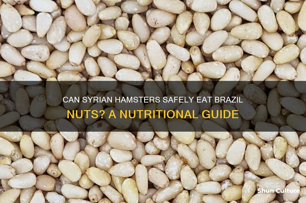 can syrian hamsters eat brazil nuts