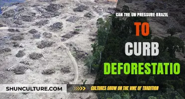 Can UN Pressure Brazil to Halt Amazon Deforestation Crisis?