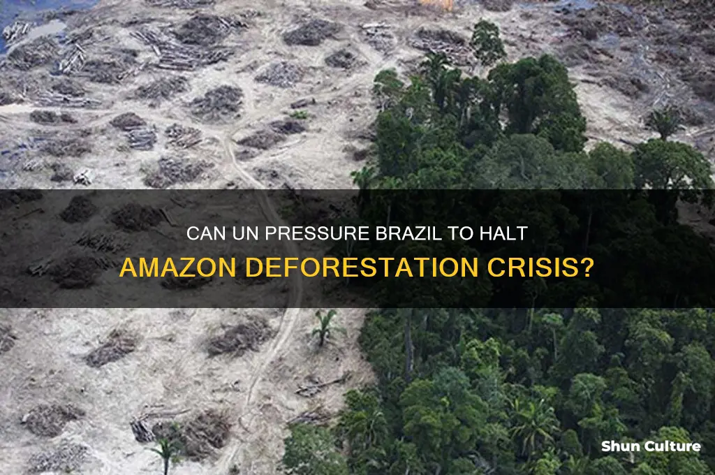 can the un pressure brazil to curb deforestation