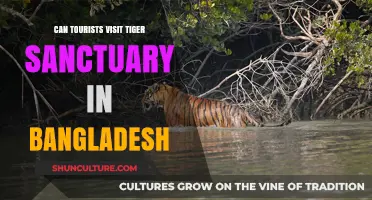 Exploring Bangladesh's Tiger Sanctuaries: A Tourist's Guide and Access Tips