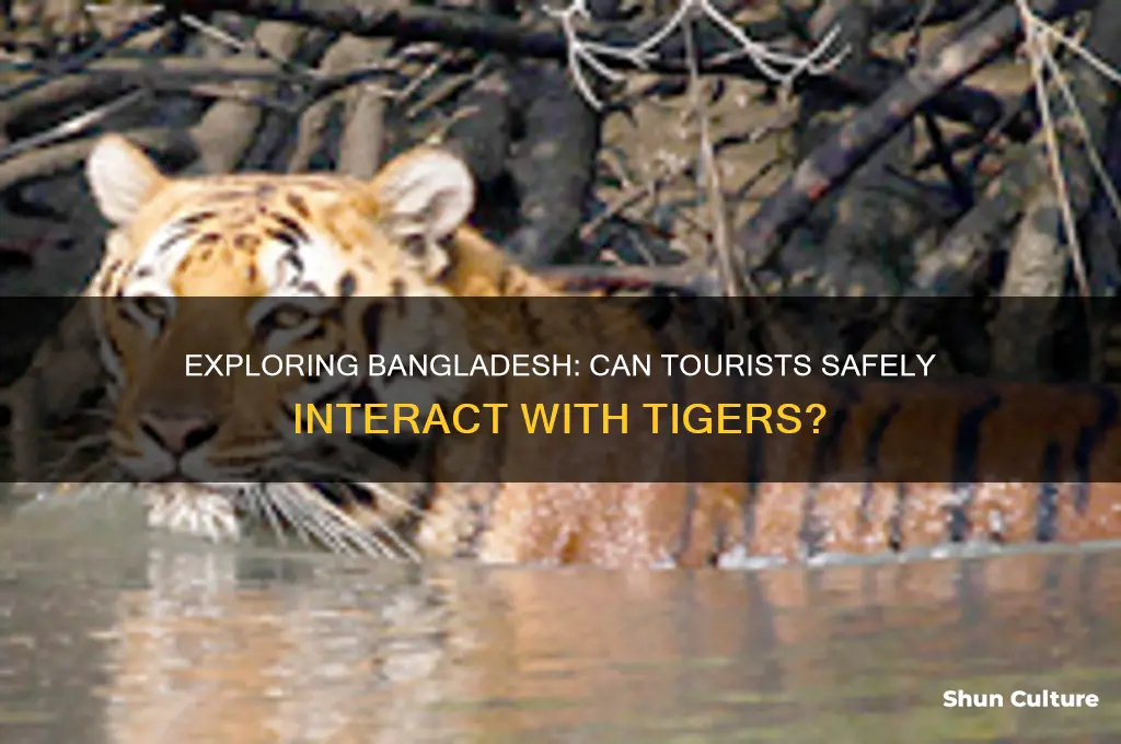 can toursits in bangladesh pet tigers