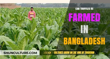 Exploring Truffle Farming Potential in Bangladesh: Opportunities and Challenges