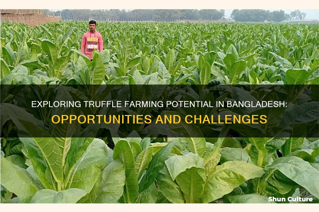 can truffles be farmed in bangladesh