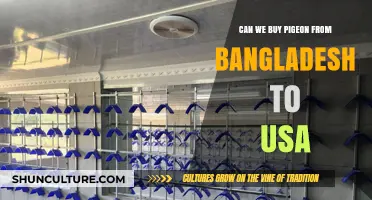 Importing Pigeons from Bangladesh to the USA: Legalities and Logistics