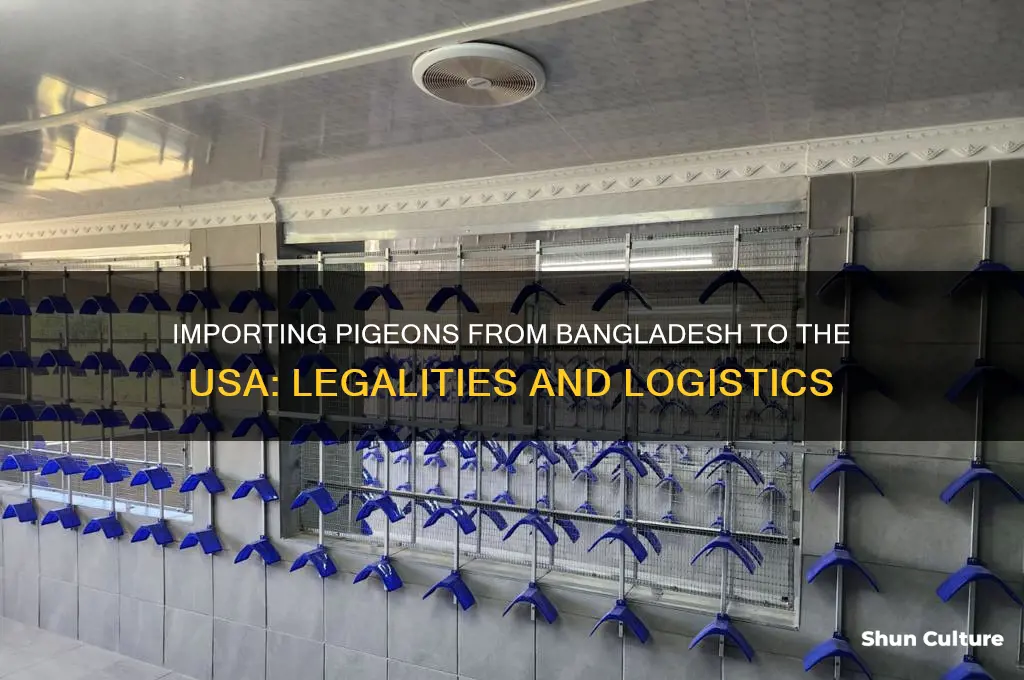 can we buy pigeon from bangladesh to usa