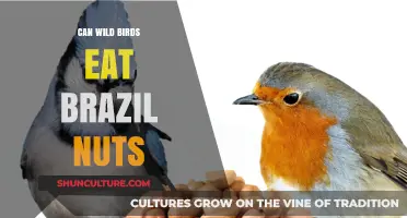 Can Wild Birds Safely Eat Brazil Nuts? A Nutritional Guide