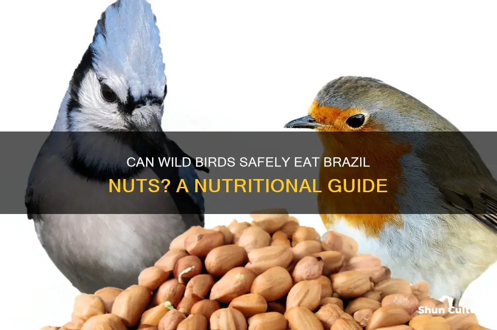 can wild birds eat brazil nuts