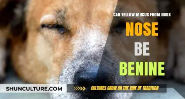 Understanding Yellow Mucus in Dogs: When It's Harmless and When to Worry
