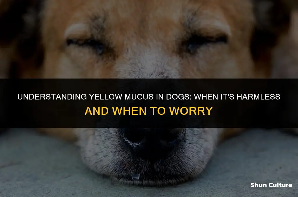 can yellow mucus from dogs nose be benine