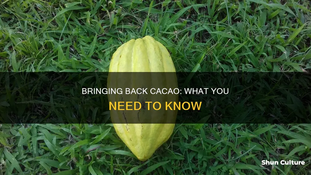 can you bring cacao back from belize