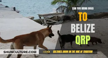 Bringing Dogs to Belize: QRP Requirements