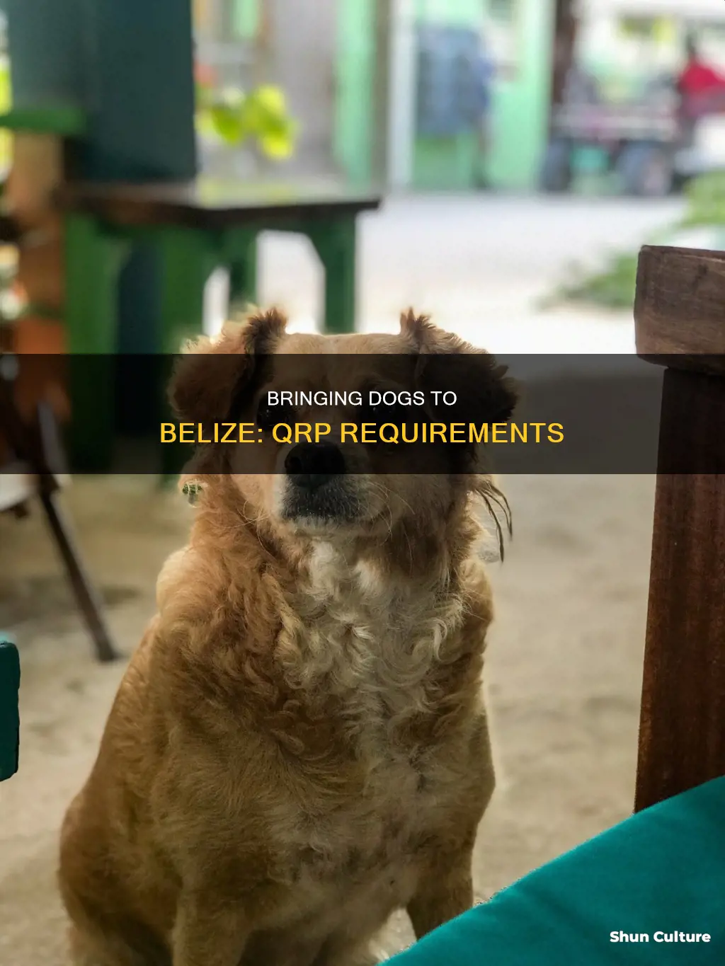 can you bring dogs to belize qrp