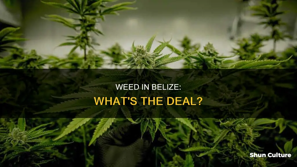 can you buy weed in belize