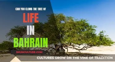 Exploring Bahrain's Tree of Life: A Climber's Adventure