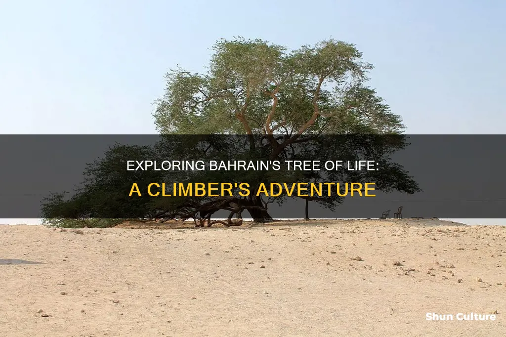 can you climb the tree of life in bahrain