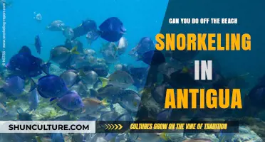 Off-the-Beach Snorkeling in Antigua: A Beginner's Guide to Coral Reefs
