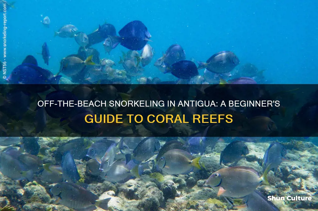 can you do off the beach snorkeling in antigua