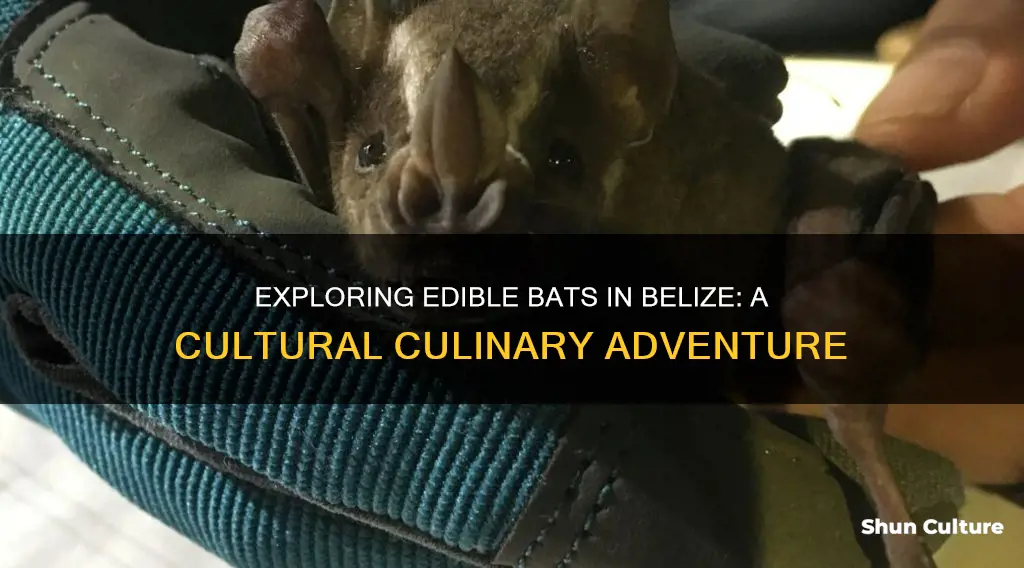 can you eat bats in belize