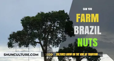 Sustainable Harvesting: Can You Farm Brazil Nuts Successfully?