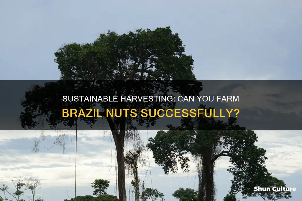 can you farm brazil nuts