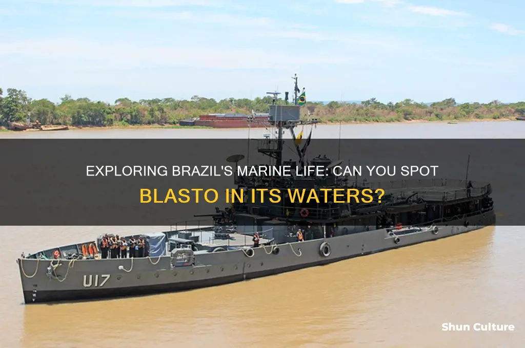 can you find blasto in brazil