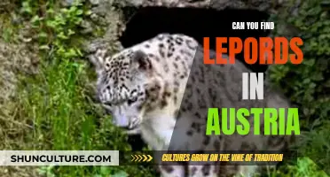 Leopards in Austria: A Rare Sighting?