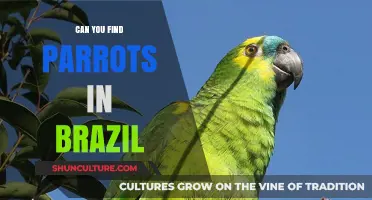 Exploring Brazil's Vibrant Parrot Species: A Tropical Avian Adventure