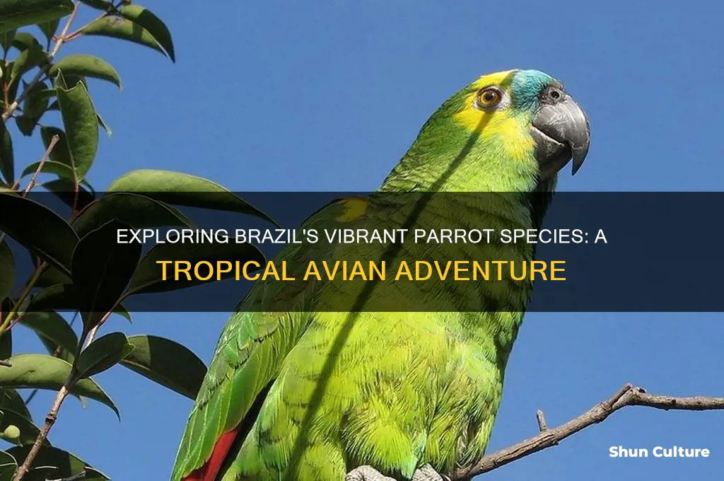 can you find parrots in brazil