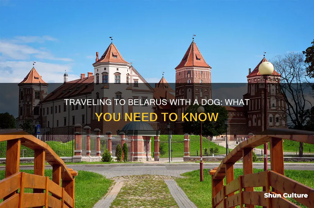 can you fly to belarus with a dog